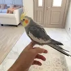 كروان للبيع