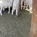 طليان وجفار