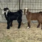 تيوس لباني فاخره شحم