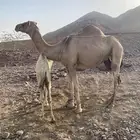 نياق
