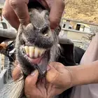 تيس عارضي سدس