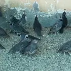 سمان كلفوني انتاج