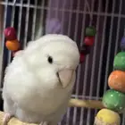 روز ذكر