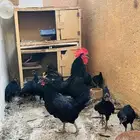 ديك ودجاج مع عيالها بلدي
