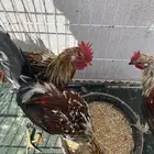 ديوك ماكنتوش الععدد 3 تم البيع