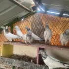 حمام باكستاني قولدن