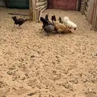 دجاج للبيع