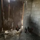 دجاج بلدي
