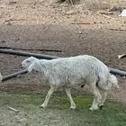 خرفان للبيع العدد 12