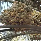 للبيع ثمار نخيل تمر صقعي وخلاص تمير