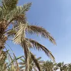 نخل للبيع