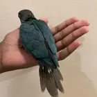 فرخ كنيور بلو شيك( تم البيع )