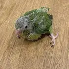 فروخ مني روز بارتولت (((تم البيع خارج الموقع )))