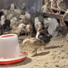 صوص بلدي توب