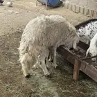 خروف فحل