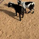 تيس قزمي
