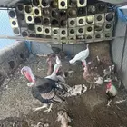 دجاج رومي 5 دجاج وديك