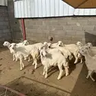 رخال للبيع