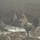 للبيع دجاج