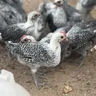صوص فيومي تم البيع .. تم البيع ..