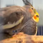 للبيع كروان شرط الانتاج