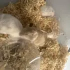 ازواج هامستر روسي منتجين