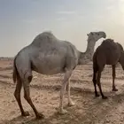 ناقة