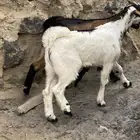 تيوس فل شحم
