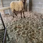 شاه نعيميه حليب