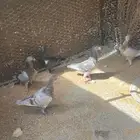 للبيع جوزين ونصف حمام هومر منتجه الموقع الاحساء