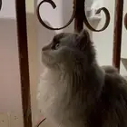 قطه لتبني عاجل