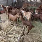 معزى محايليه خلفات