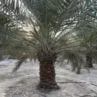 نخيل خلاص طيب جدا
