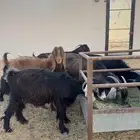 معزا دفيع شرط طيبه