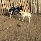 شاه رفيديه معها طلي