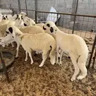 بهم سواكن