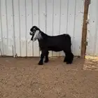 جذع فحل عارضي(تم البيع)