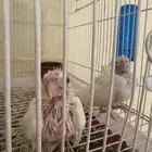 للبيع فروخ البينو عيون حمراء