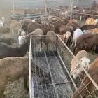 ضرماء العارضية