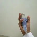 روز ذكر شرط عله اذمه نص ولافه مافي عض تم البيع