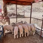طليان العدد 7 للبيع شحم وللحم وشعره وجبره
