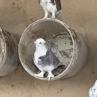 حمام زينه منوع