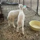 طليان للبيع