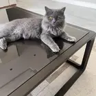تم التبني