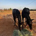 فرس شعبيه مع مهر