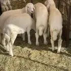غنم خلفات حريات صنف حرش