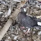 حمام