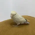 روز أليف جدن