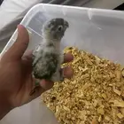 للبيع فروخ كنيور يلو سايد ردفاوكتر