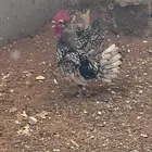 دجاج سبرايت